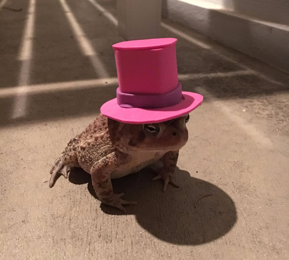 Guy Makes Tiny Hats for a Toad and OMG, Please Don’t Let the Cute Stop